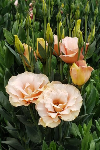 Lisianthus Apricot 